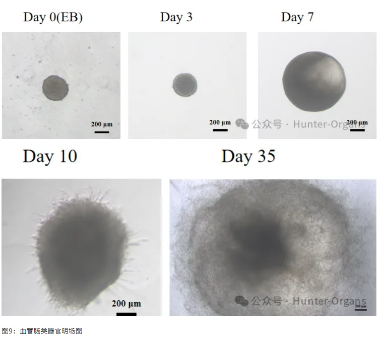 1761632683114758.jpg 6.jpg