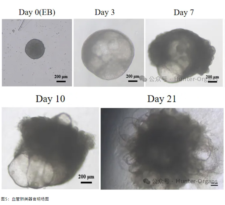 1761632689584843.jpg 4.jpg