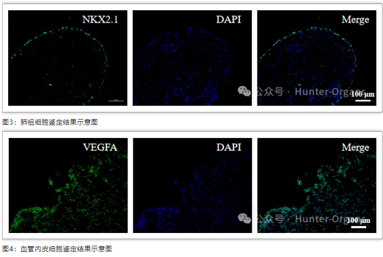 1761632692134085.jpg 3.jpg