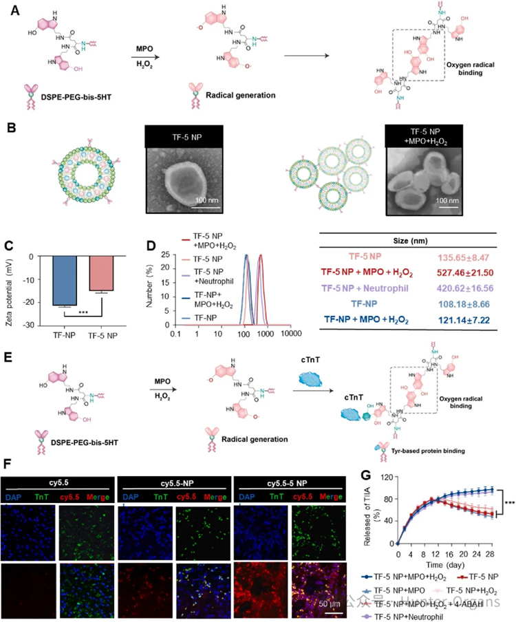 1765792334409084.jpg 1.jpg