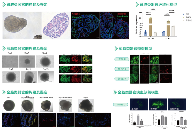 iPSC诱导分化类器官服务案例