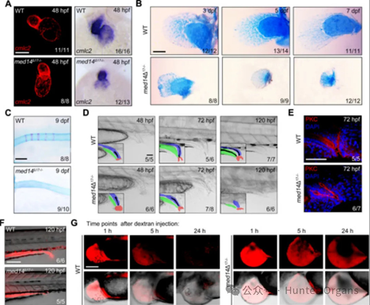 1772244607194318.jpg 4.jpg