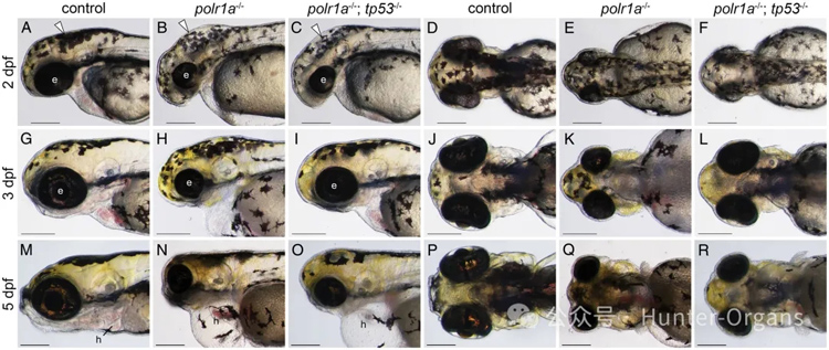 1772245877137150.jpg 5.jpg