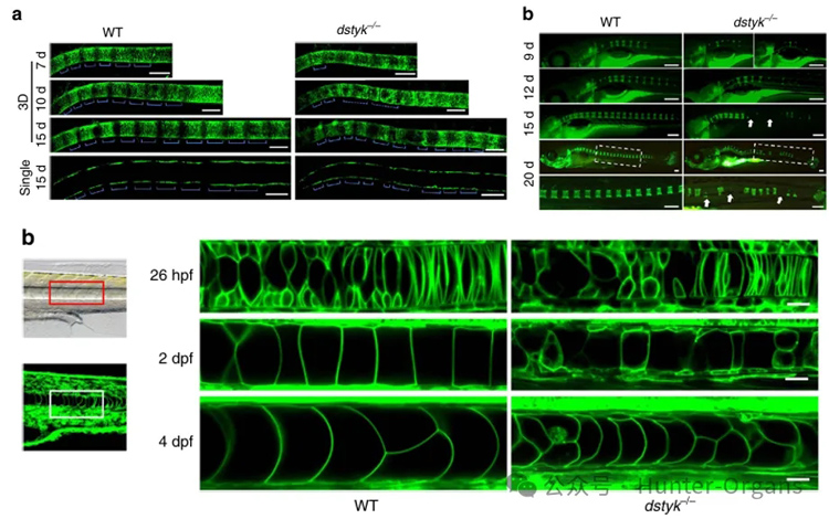 1772245882121523.jpg 4.jpg