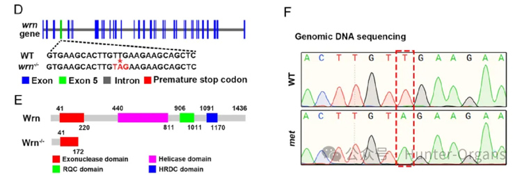 1772245893502605.jpg 1.jpg