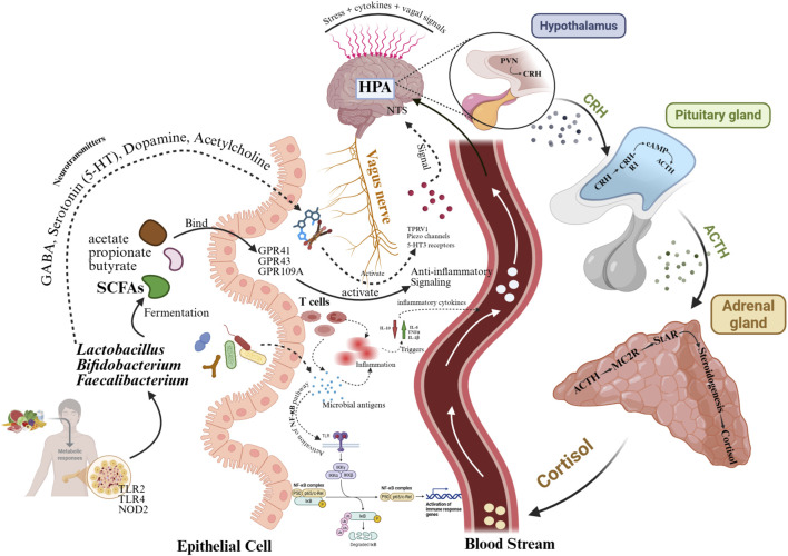 1774068151377009.jpg fphar-16-1709060-g004.jpg