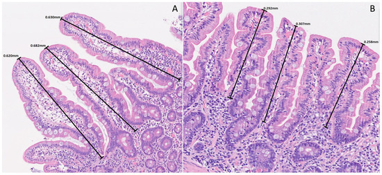 1779411275166316.jpg nutrients-18-01172-g002-550.jpg