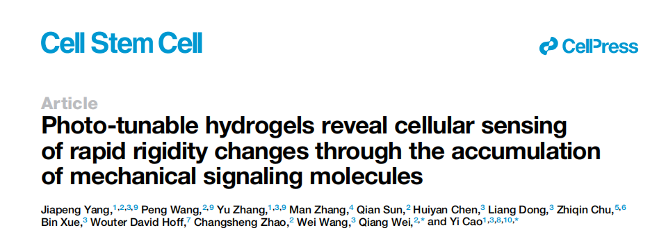 Cell Stem Cell  | 皮肤细胞认“节奏”，揭秘动态力学如何碾压静态硬度！