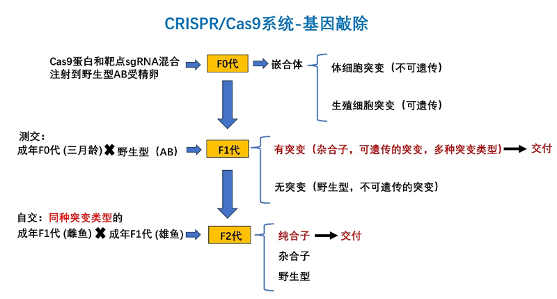 斑马鱼基因敲除流程