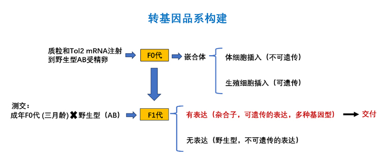 斑马鱼转基因服务流程